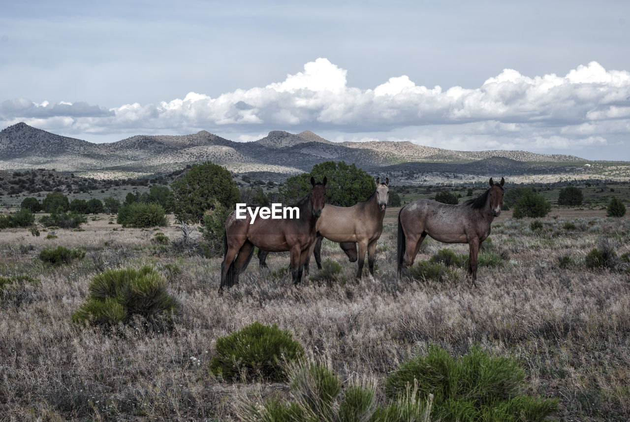 Horses standing on field against sky