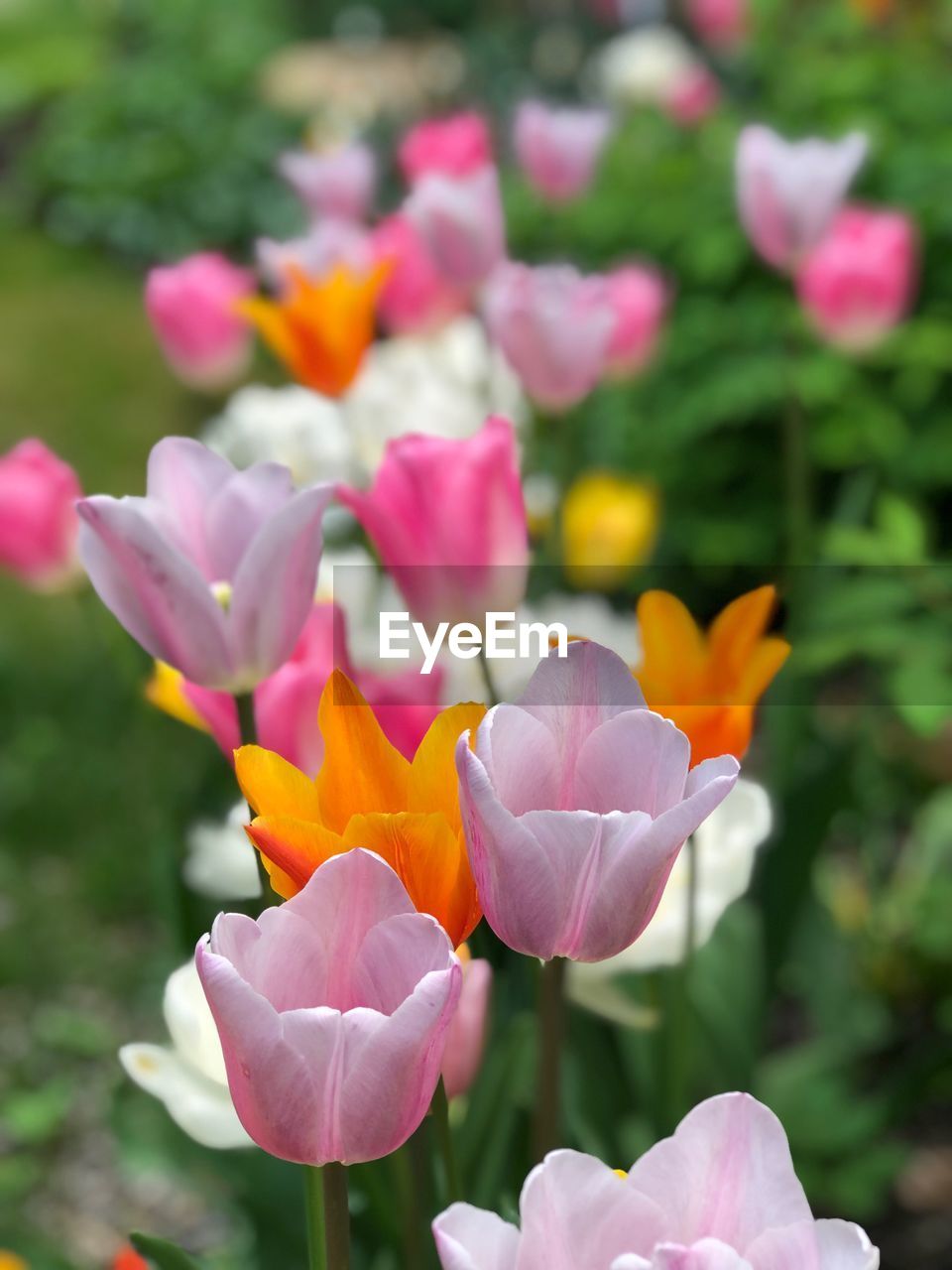 Close-up of pink flowering plants