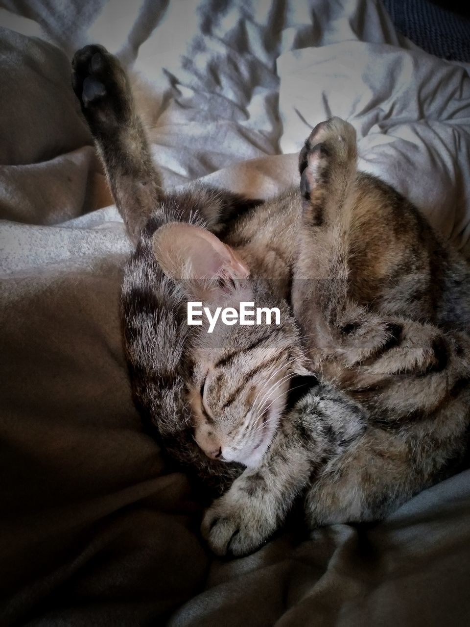 CAT SLEEPING IN BED