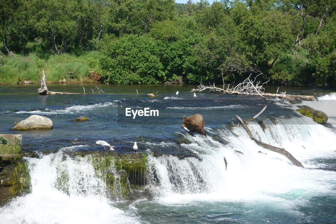 VIEW OF BIRDS IN RIVER