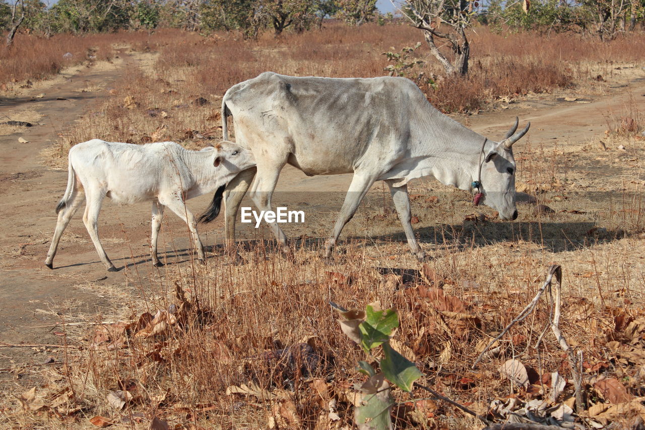 Cow breastfeeding calf on land