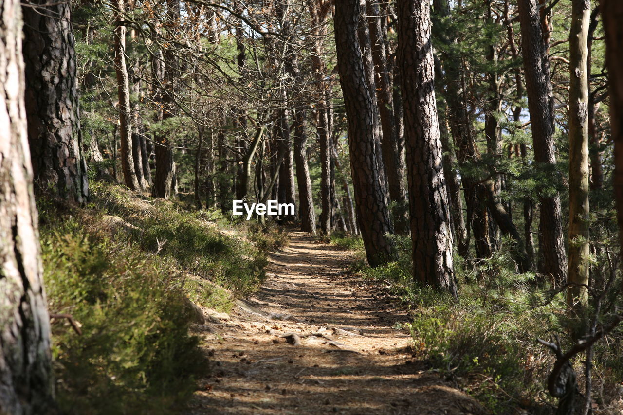 Footpath amidst trees in forest