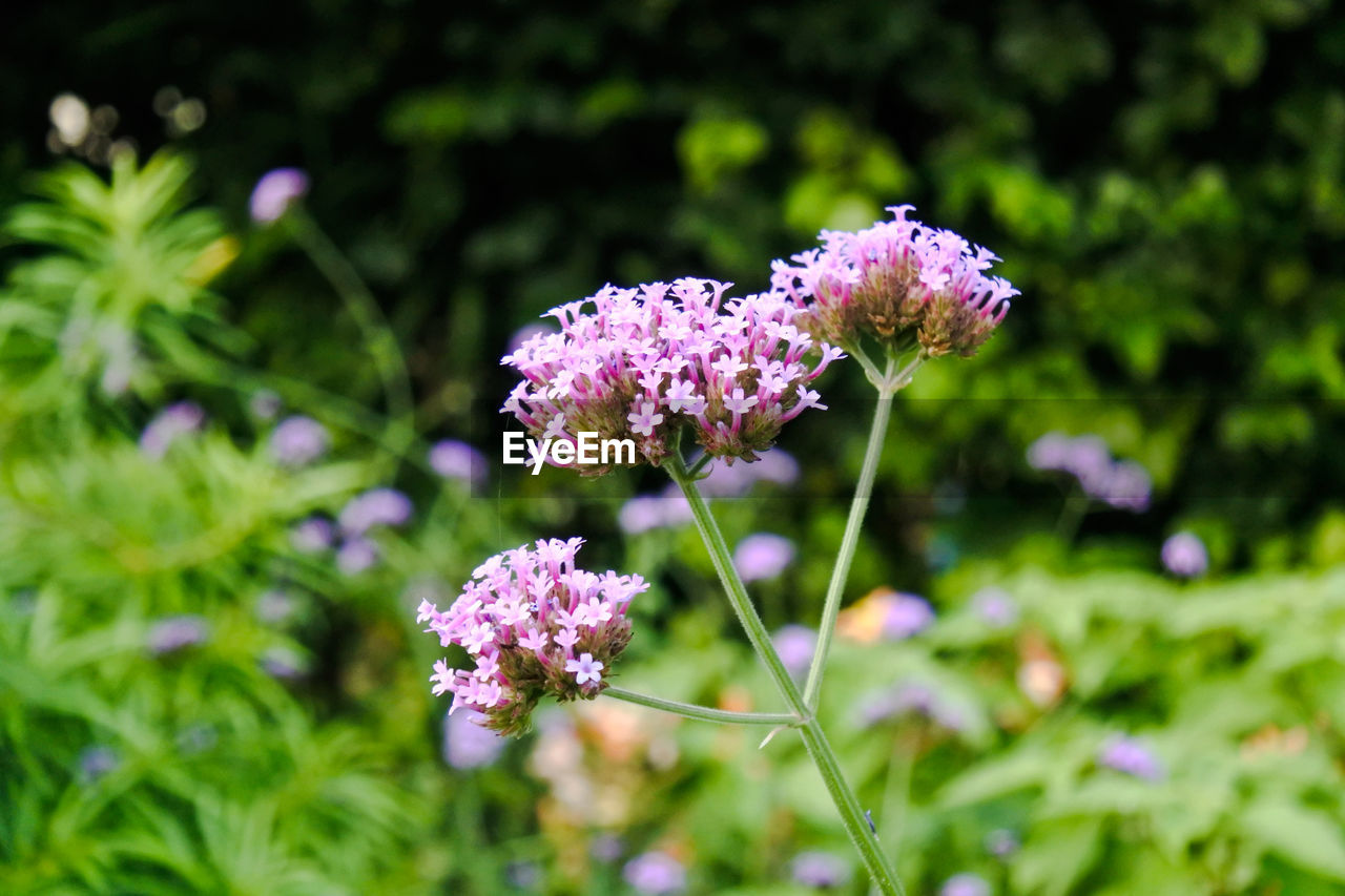 Close-up of purple flowering plant on field