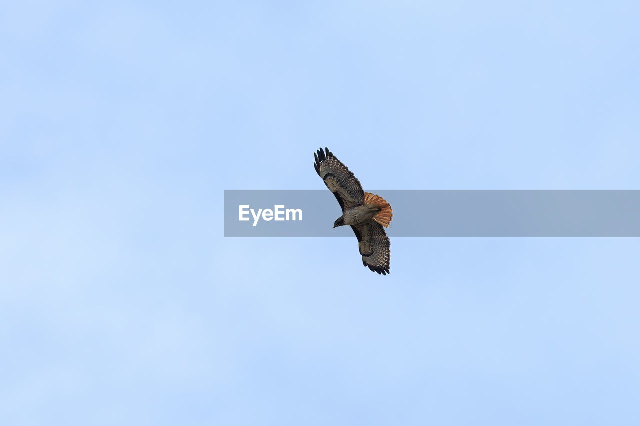 Low angle view of bird flying against clear sky