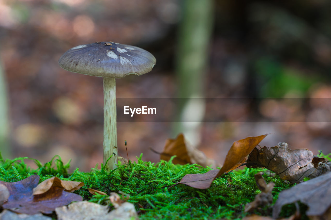 Close-up of mushroom growing on field