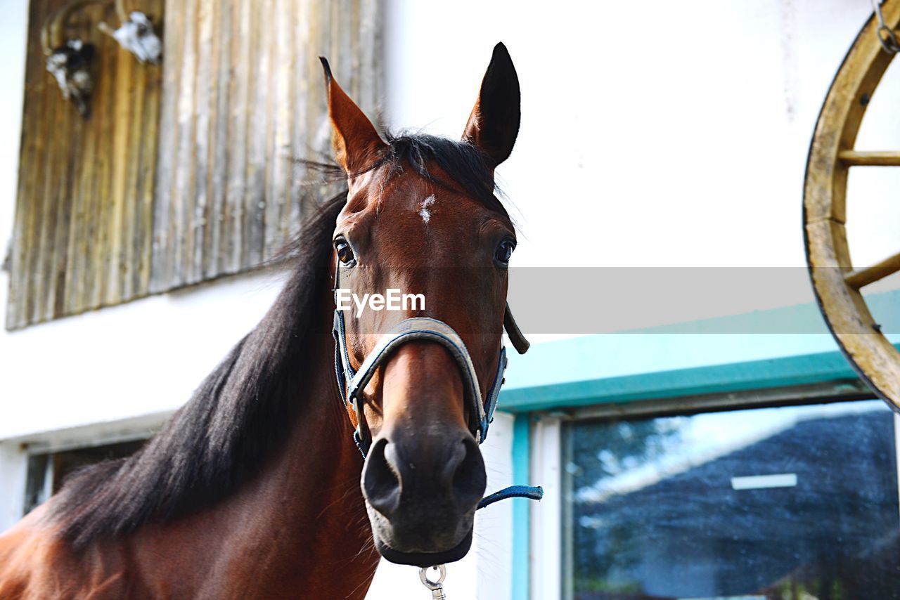 CLOSE-UP OF HORSE AT RANCH