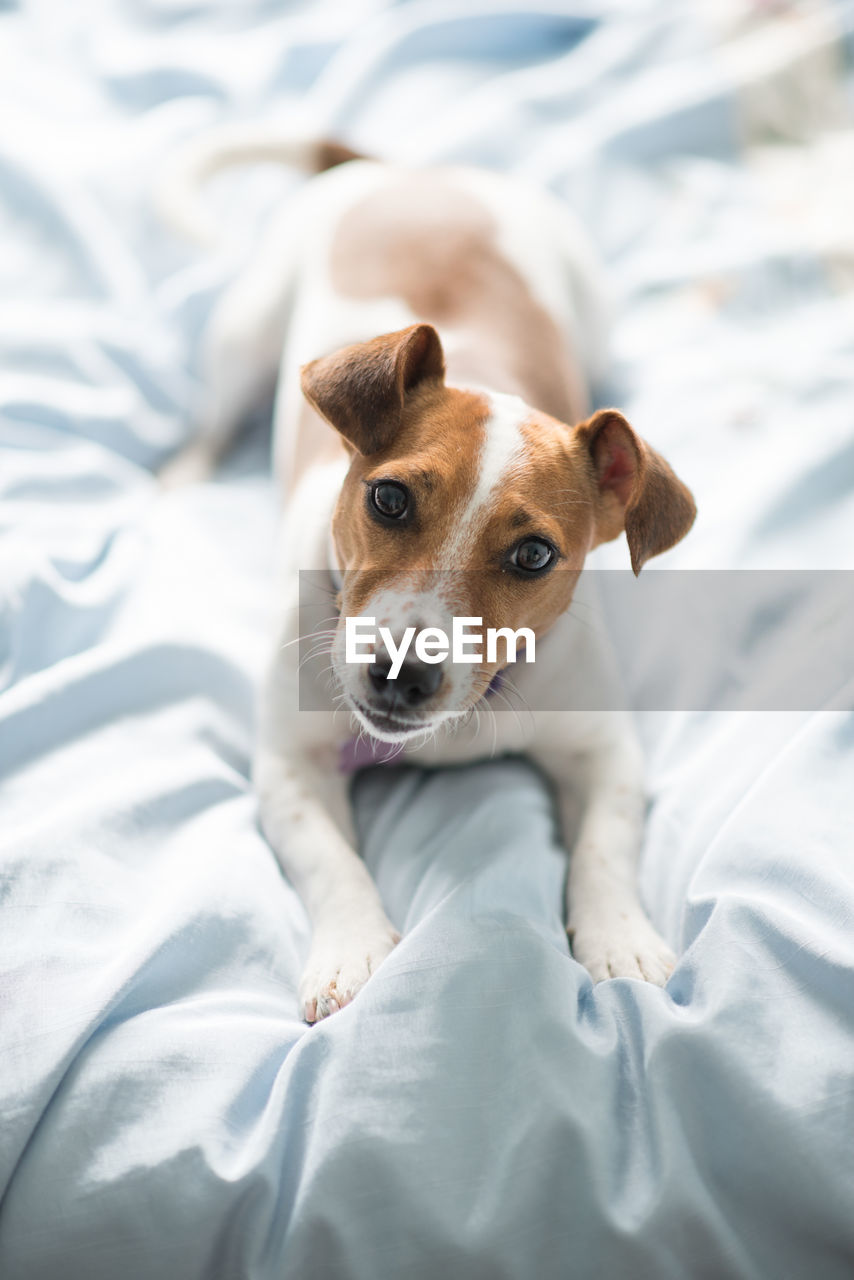 HIGH ANGLE VIEW OF DOG RELAXING ON BED