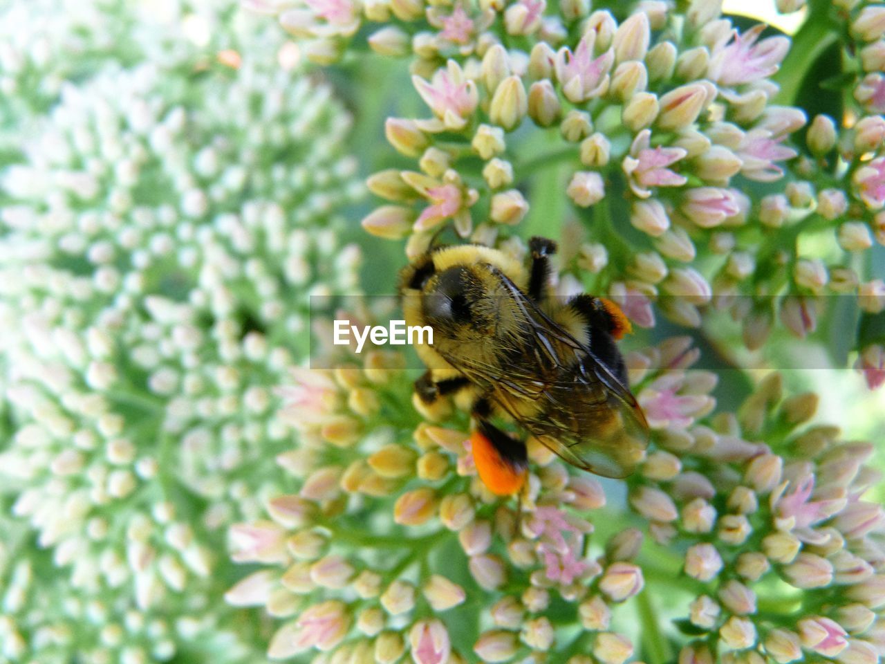 CLOSE-UP OF INSECT ON PLANT