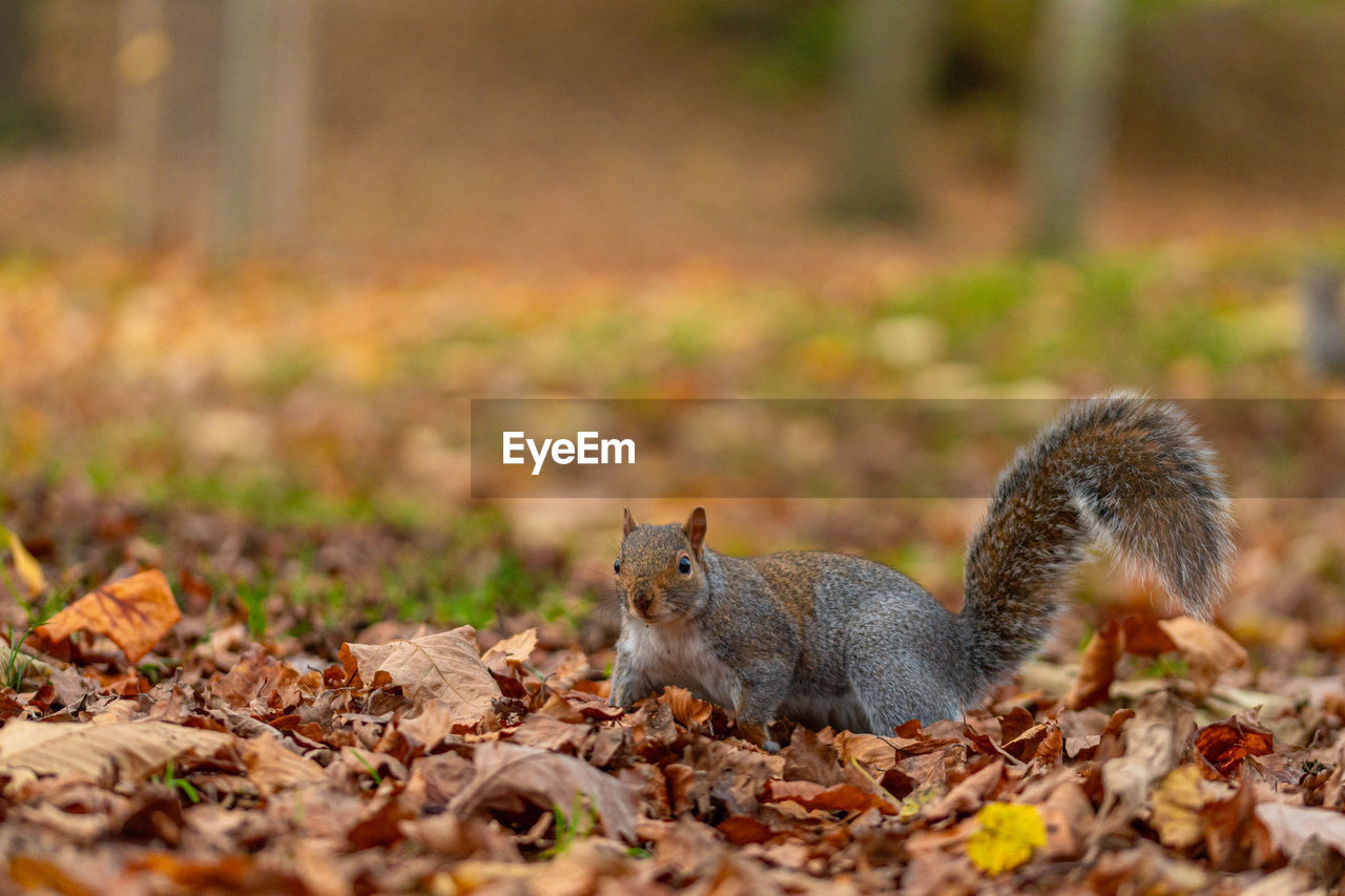 animal, animal themes, autumn, animal wildlife, squirrel, nature, mammal, leaf, plant part, wildlife, one animal, rodent, no people, selective focus, land, outdoors, chipmunk, day, forest, cute