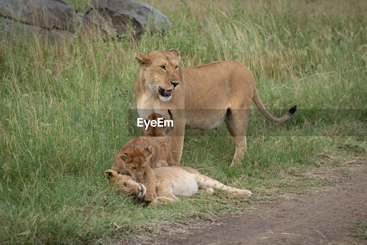 Lioness stands in grass with three cubs