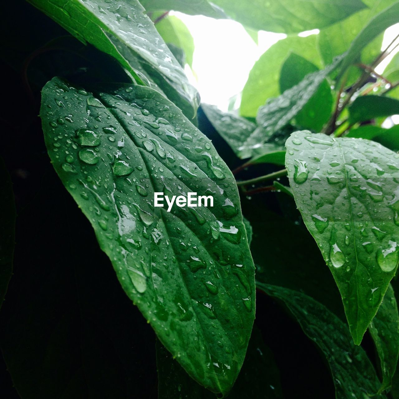 CLOSE-UP OF WET PLANT