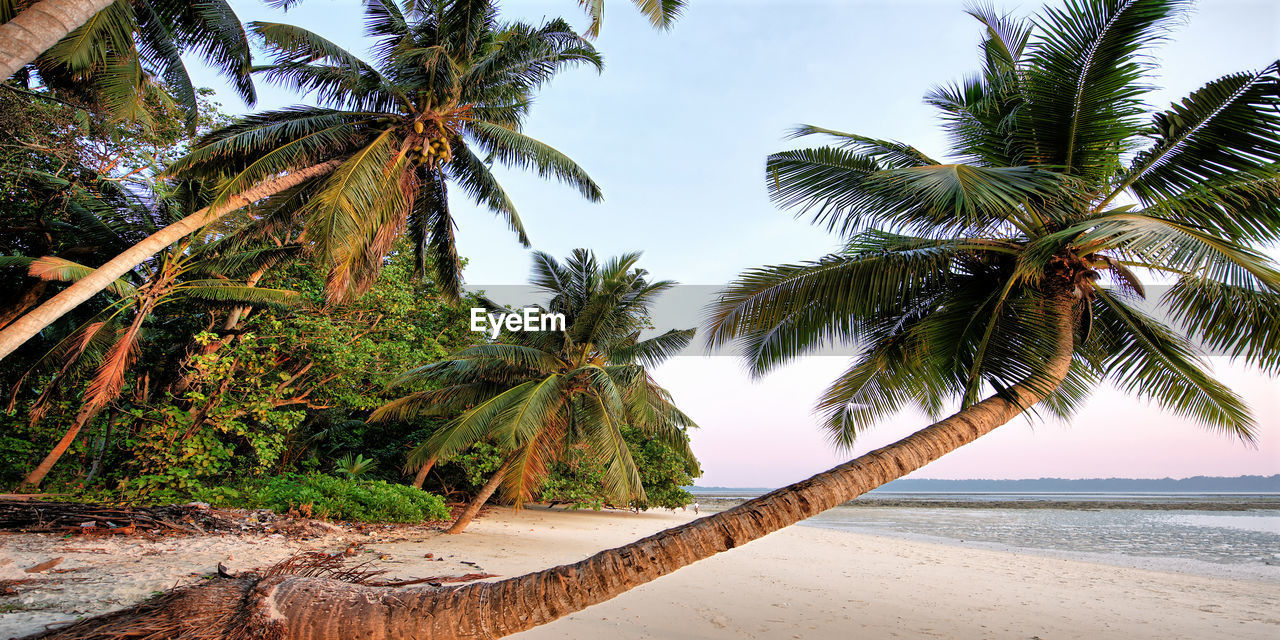 Palm trees on beach against sky