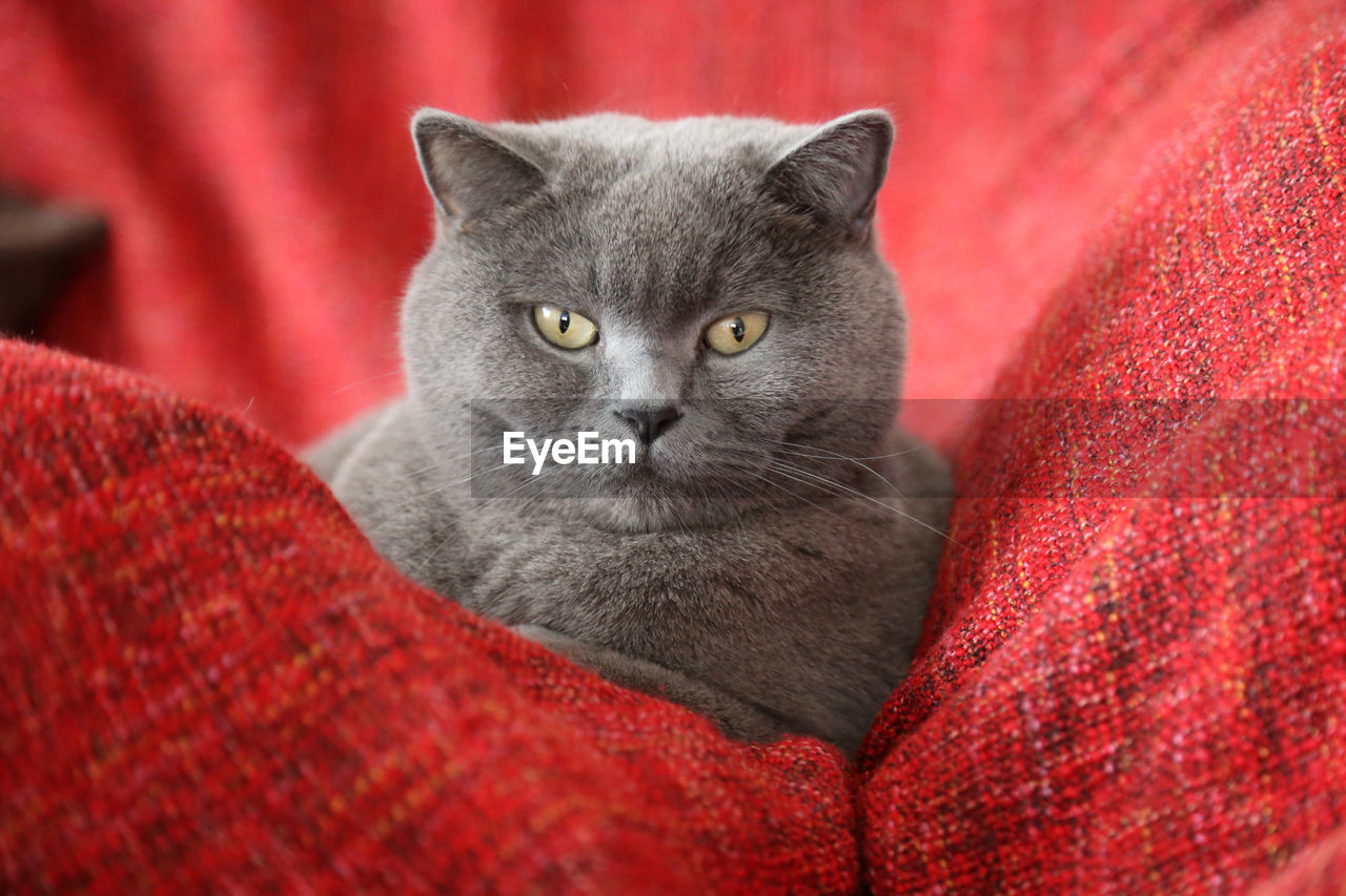 Close-up portrait of british shorthair relaxing on red sofa