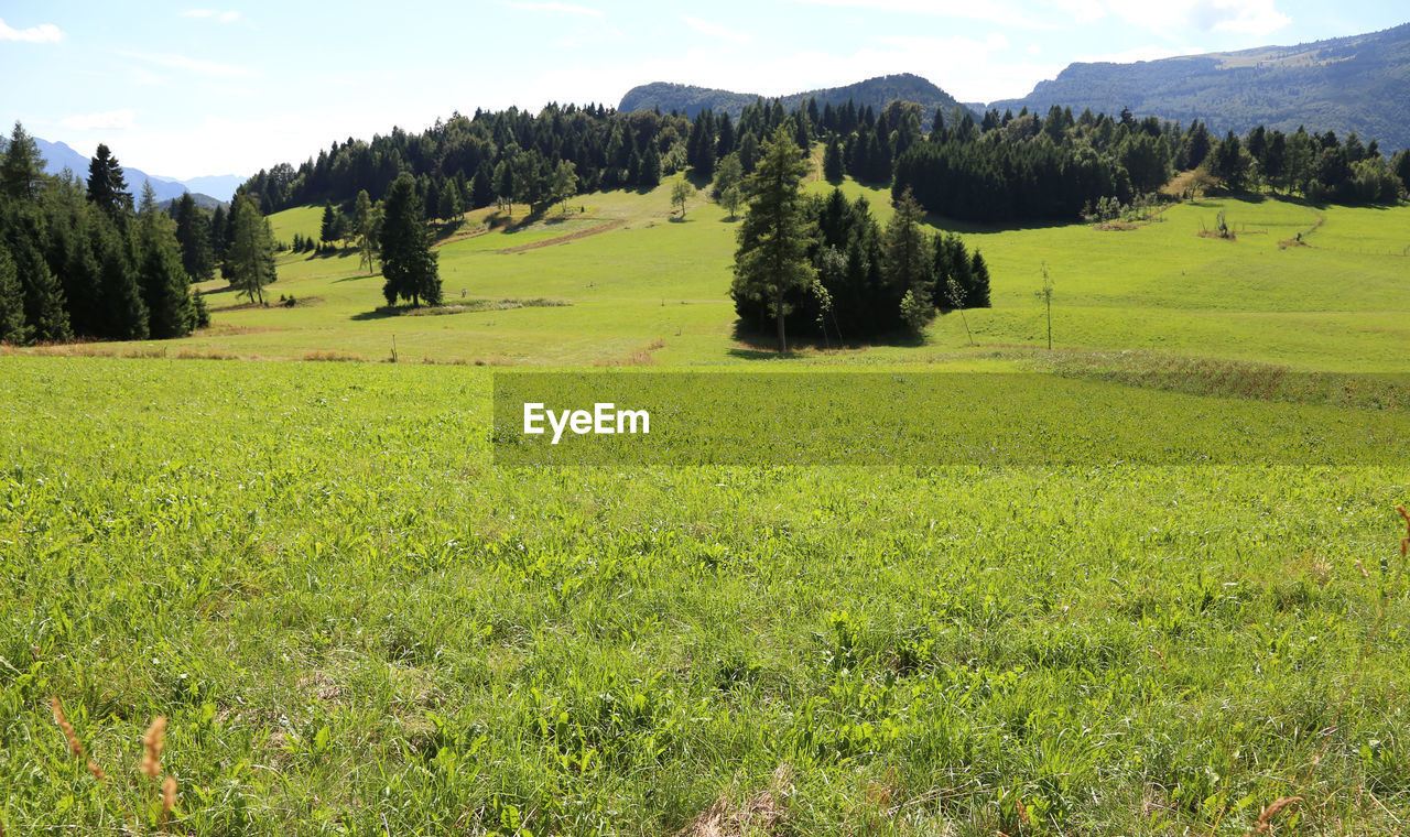 Scenic view of trees on field against sky