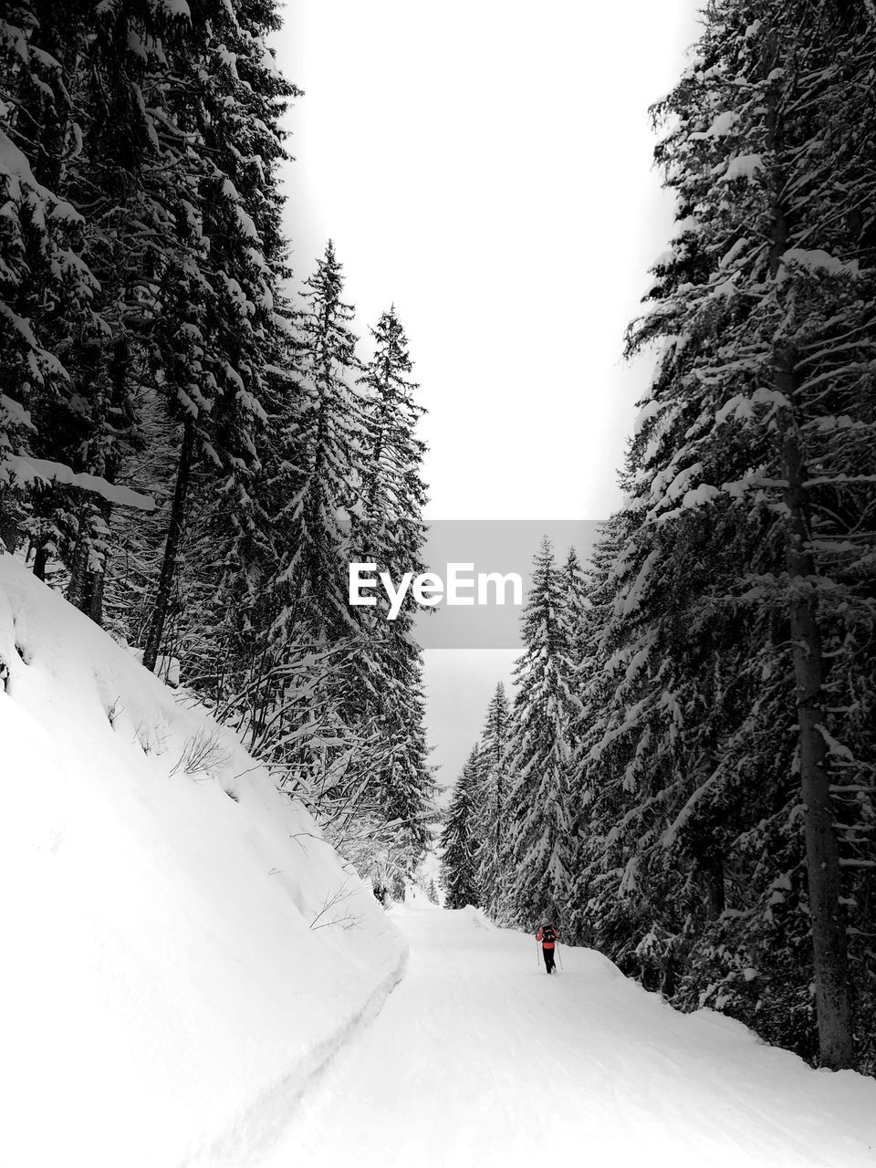 Snow covered trees against sky