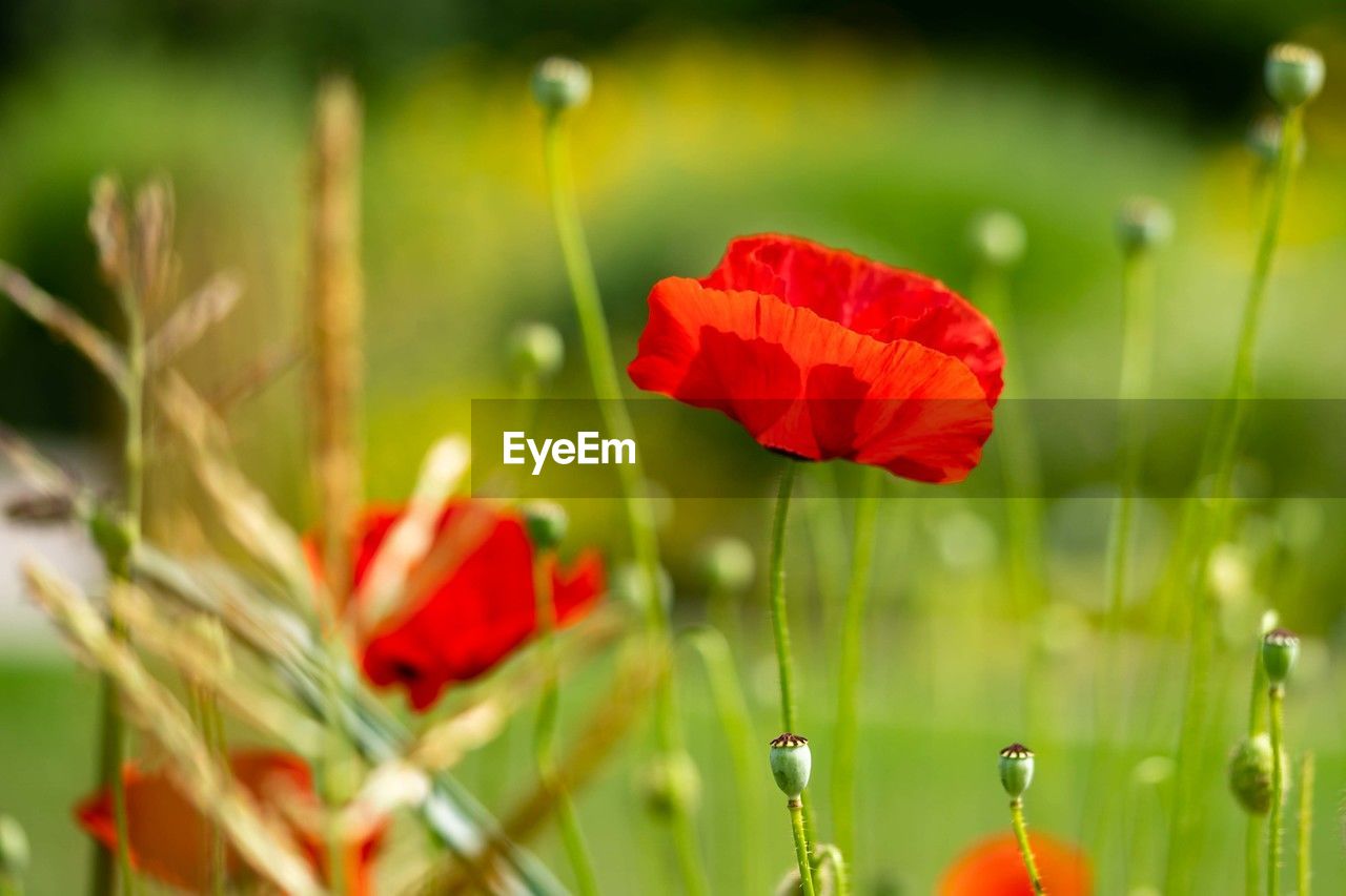 plant, flower, red, flowering plant, beauty in nature, nature, poppy, freshness, meadow, grass, close-up, macro photography, field, fragility, growth, no people, green, land, petal, selective focus, wildflower, springtime, summer, outdoors, environment, flower head, inflorescence, landscape, plant stem, multi colored, water, focus on foreground, vibrant color, day, plain, grassland, sunlight, tranquility