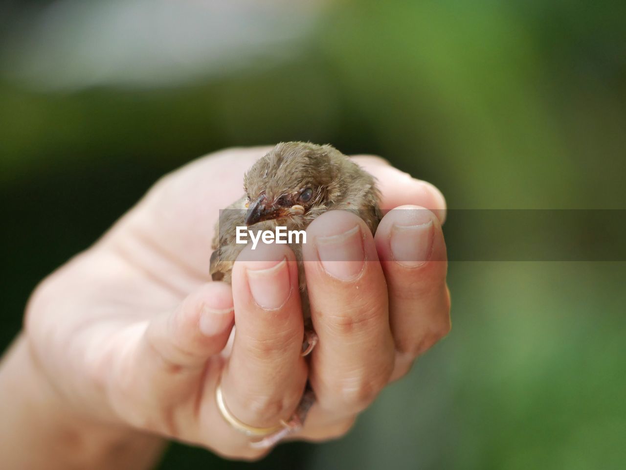 Close-up of human hand holding young bird