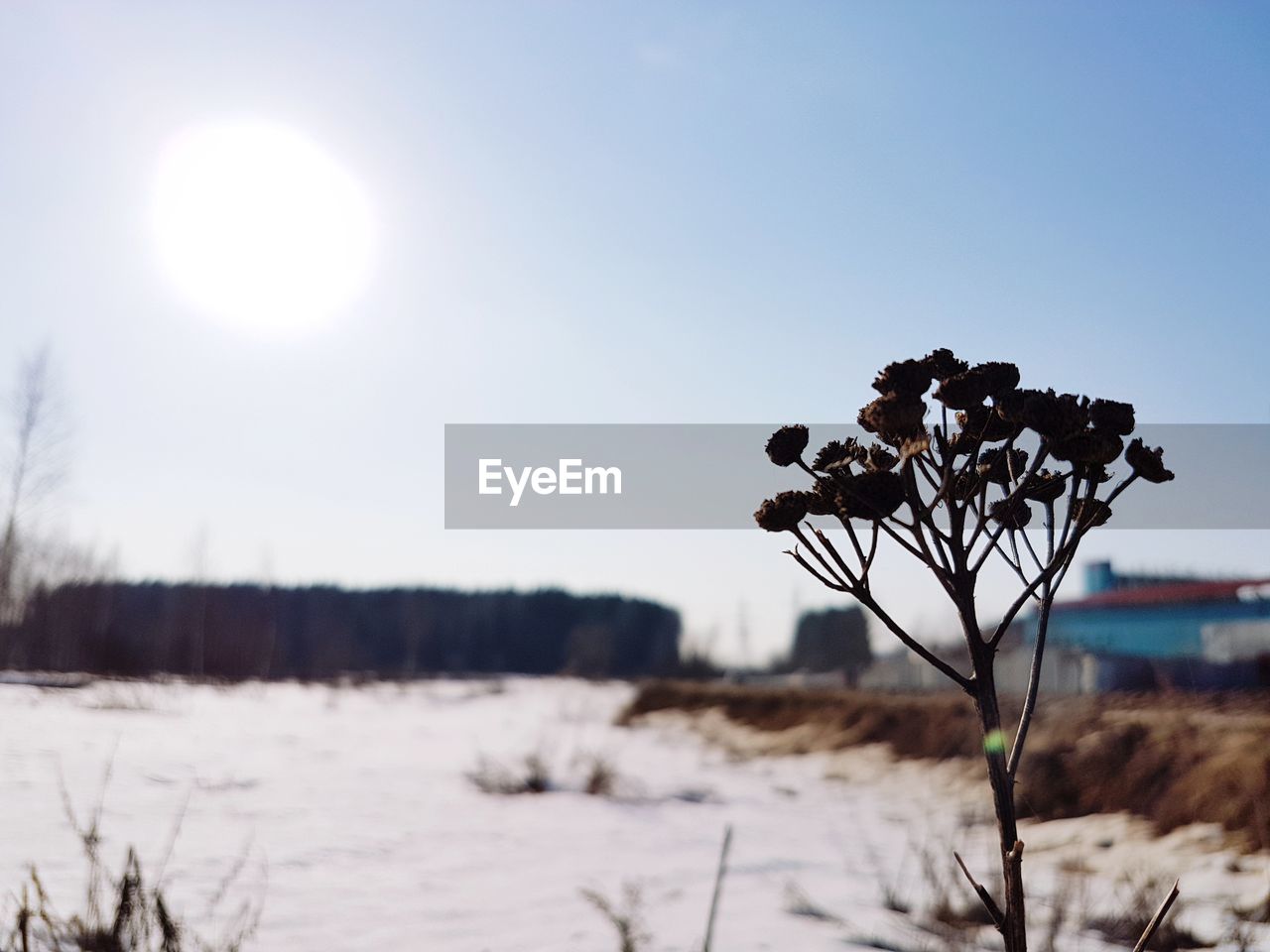 CLOSE-UP OF SNOW ON FIELD AGAINST SKY