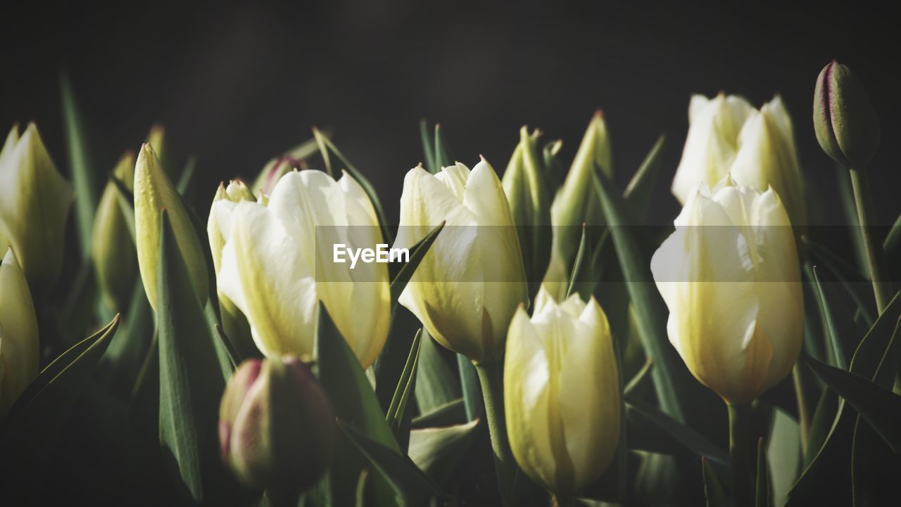 Close-up of flowers over black background