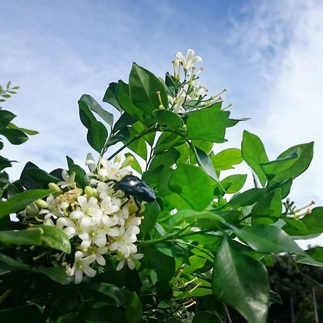 LOW ANGLE VIEW OF PLANTS AGAINST SKY