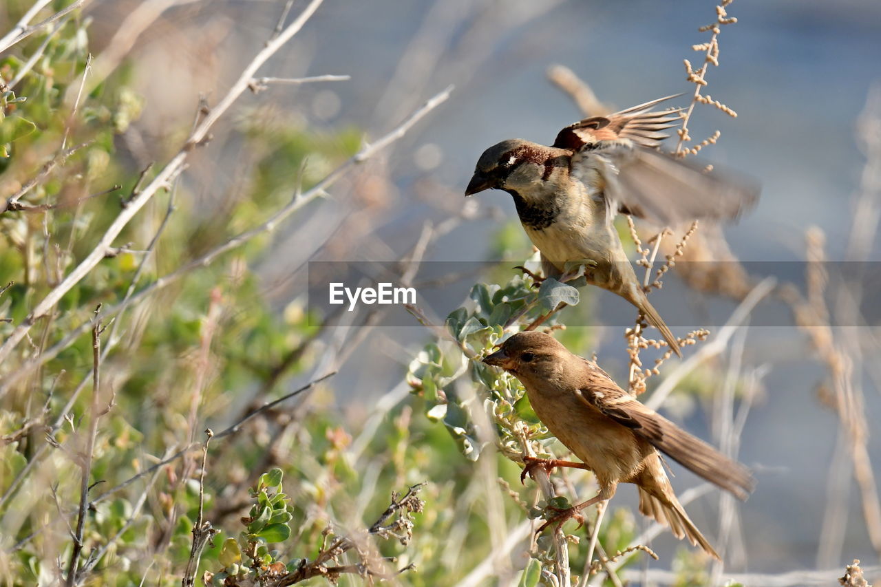 Bird perching on a plant