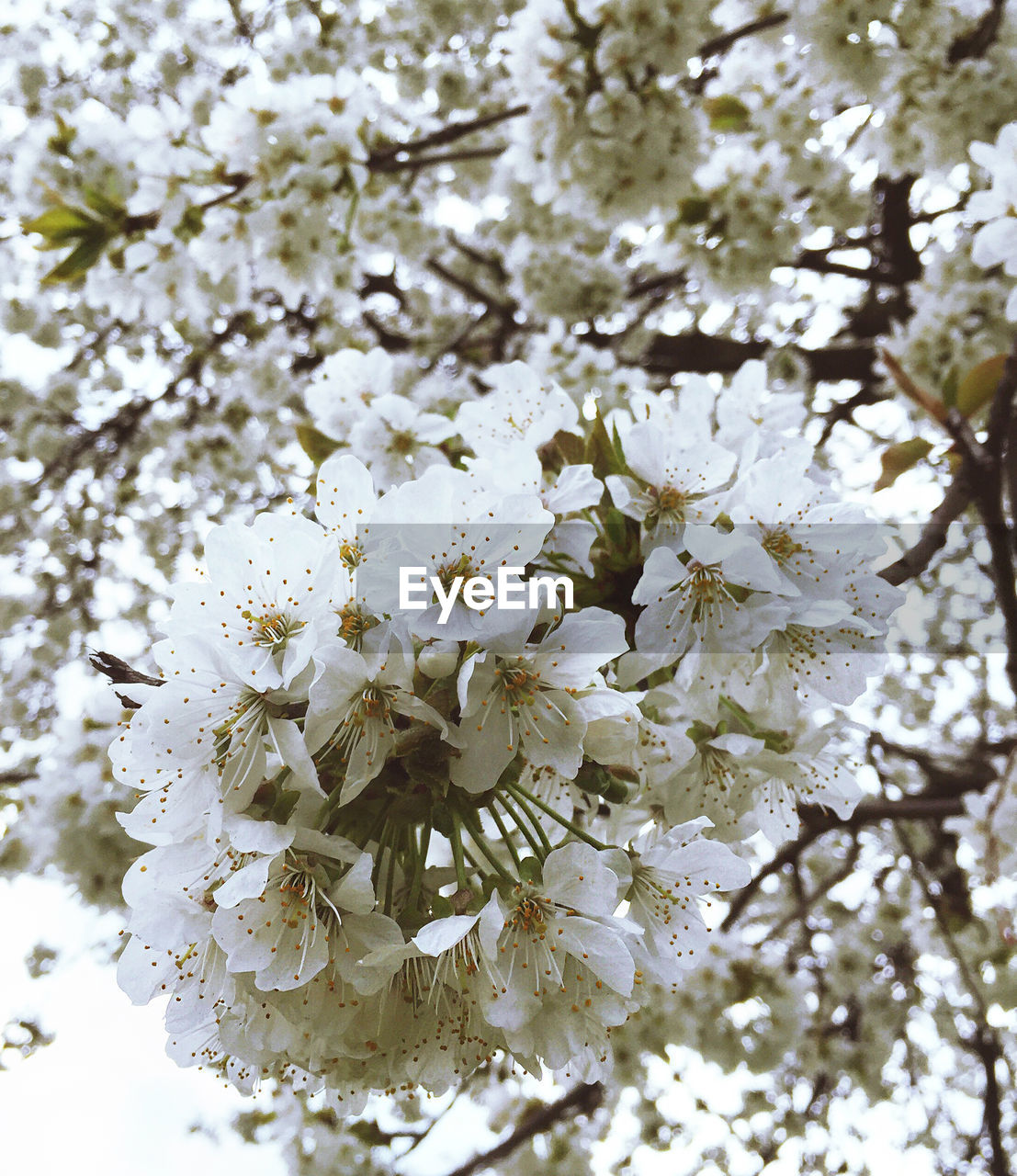 CLOSE-UP OF WHITE FLOWERS ON THE BACKGROUND