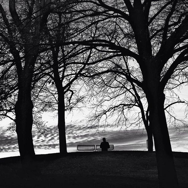 SILHOUETTE OF BARE TREES BY RIVER