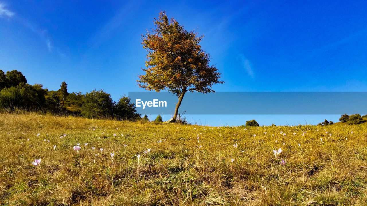 PLANTS ON FIELD AGAINST BLUE SKY