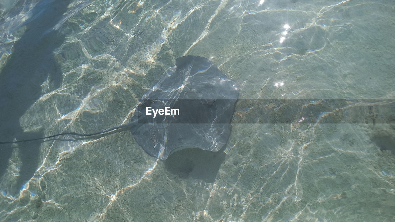 water, nature, marine biology, no people, high angle view, sea, day, full frame, ocean, outdoors, waterfront, transparent, sunlight, backgrounds, rippled, beauty in nature, animal, animal wildlife, animal themes, underwater, wildlife, pattern, tranquility, refraction