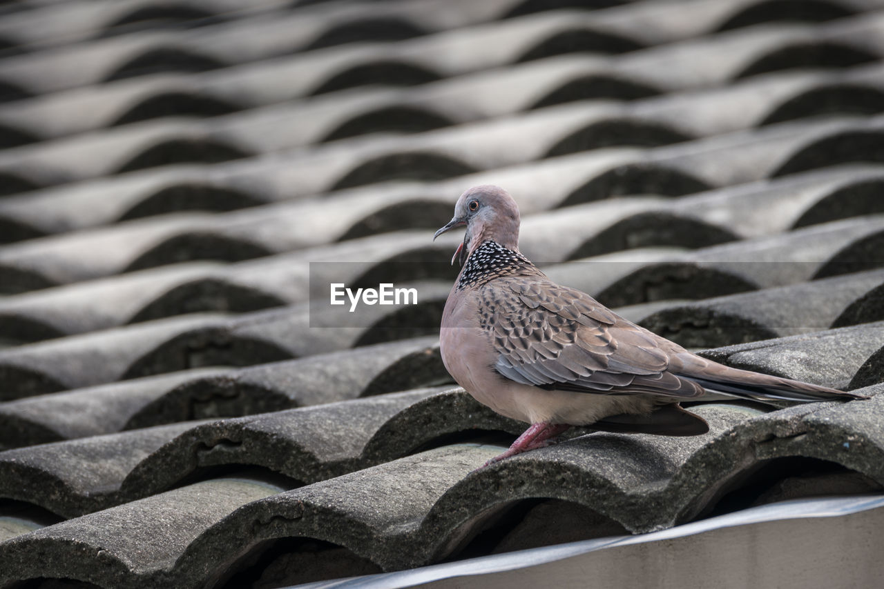 Close-up of bird perching on roof