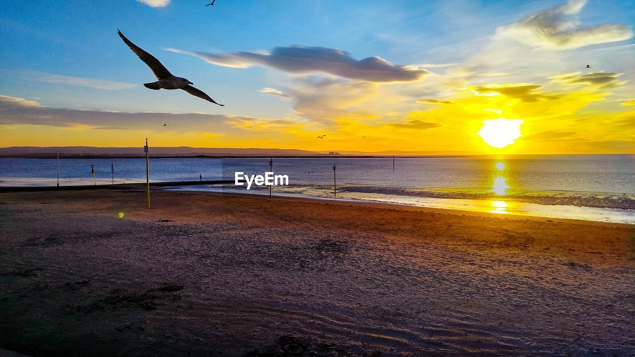 SILHOUETTE BIRD FLYING OVER SEA AGAINST SKY