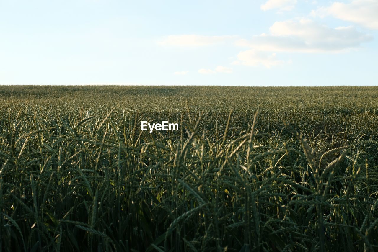 FIELD AGAINST SKY