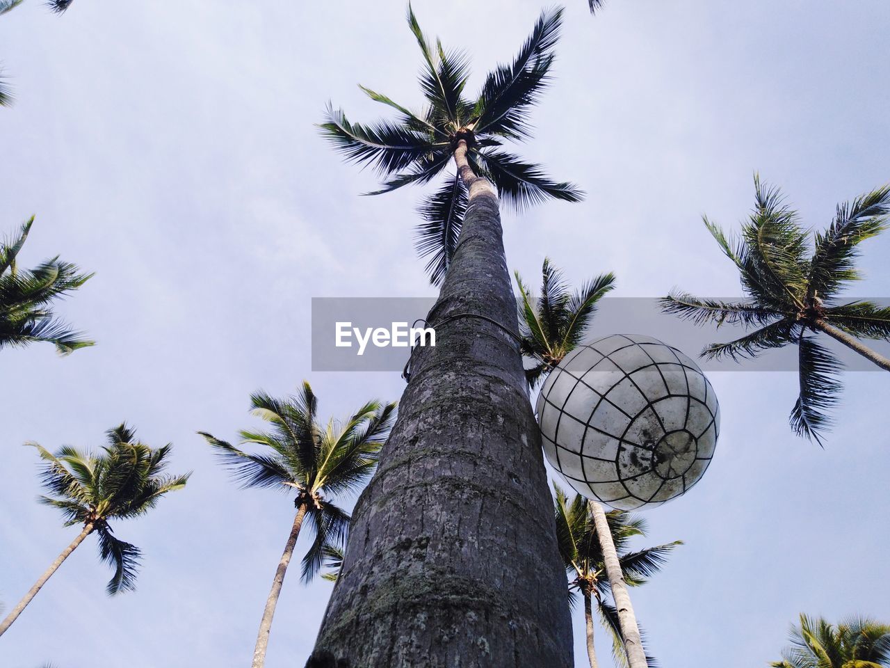 Lamp and the coconut tree under the sun