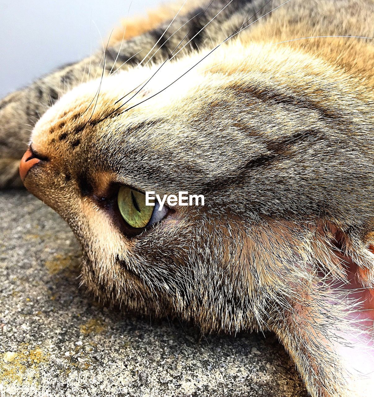 Close-up of a cat looking away