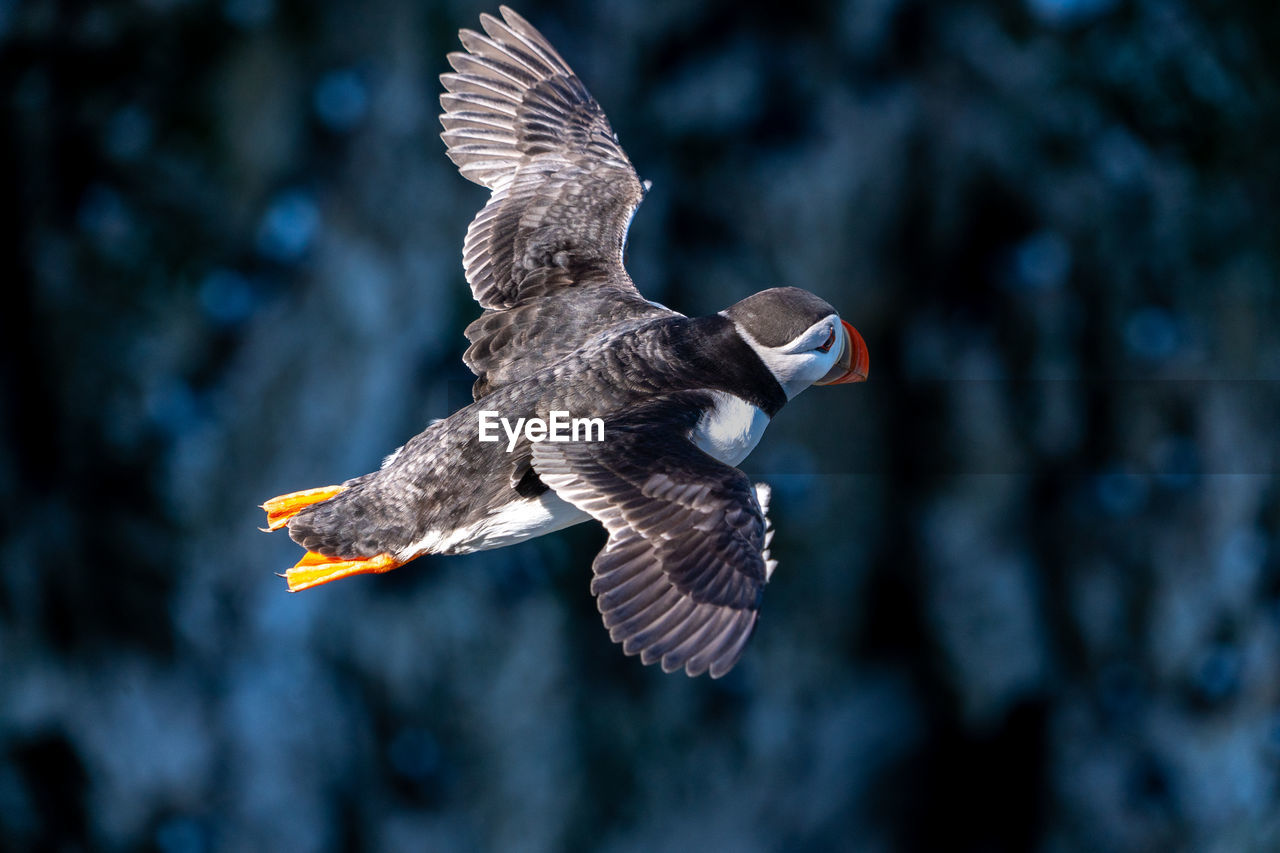 bird, flying, animal, animal themes, animal wildlife, wildlife, spread wings, one animal, bird of prey, beak, animal body part, mid-air, nature, wing, motion, eagle, no people, animal wing, outdoors, focus on foreground, falcon