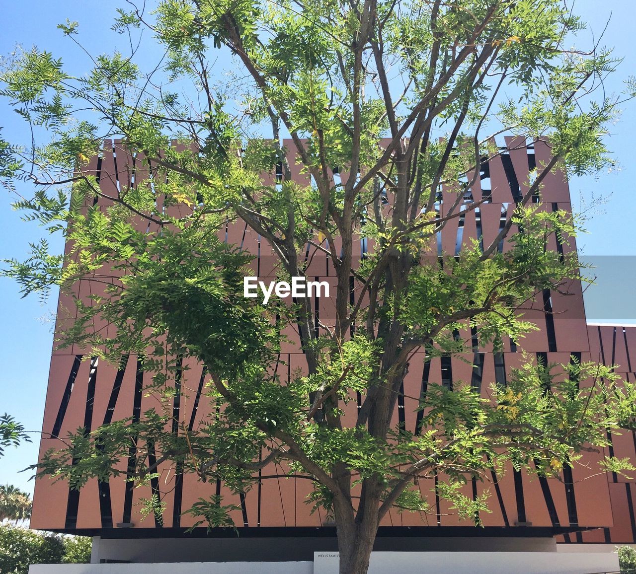 Tree in front of modern building