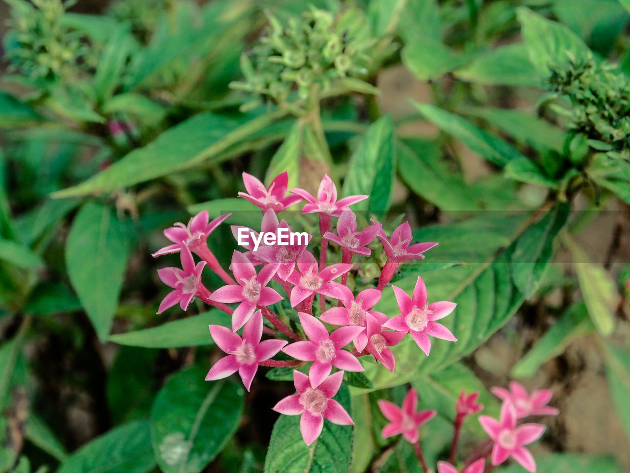 Close-up of pink flowering plants