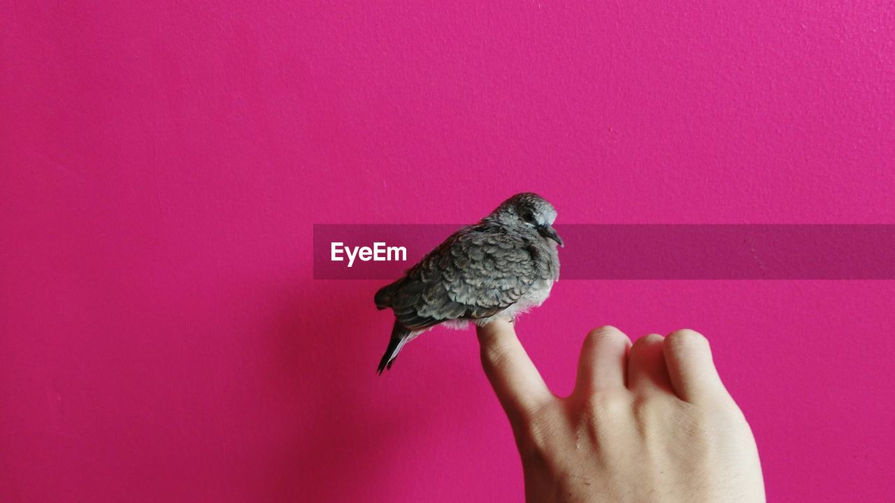 CLOSE-UP OF HAND HOLDING BIRD PERCHING ON PINK FINGER