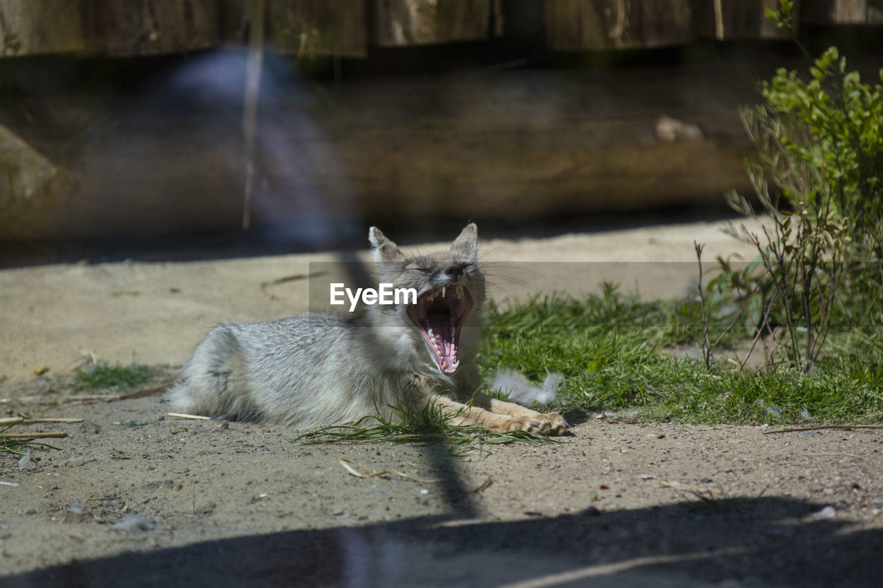 Yawning fox 