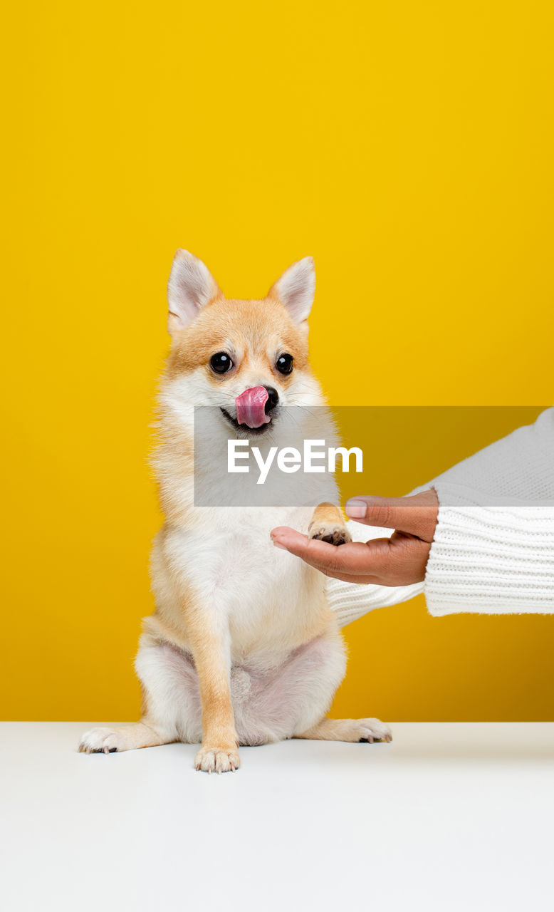 Low section of person sitting on table against yellow background