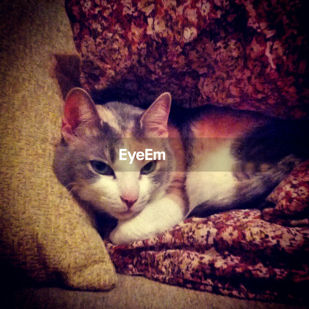 Close-up of cat lying on bed