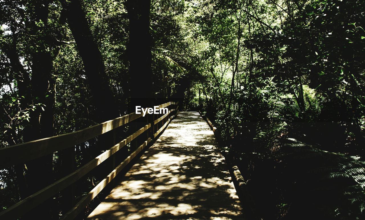 Footbridge in forest