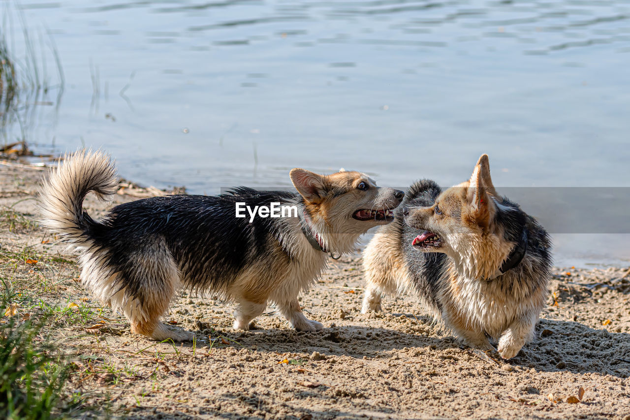 TWO DOGS ON BEACH