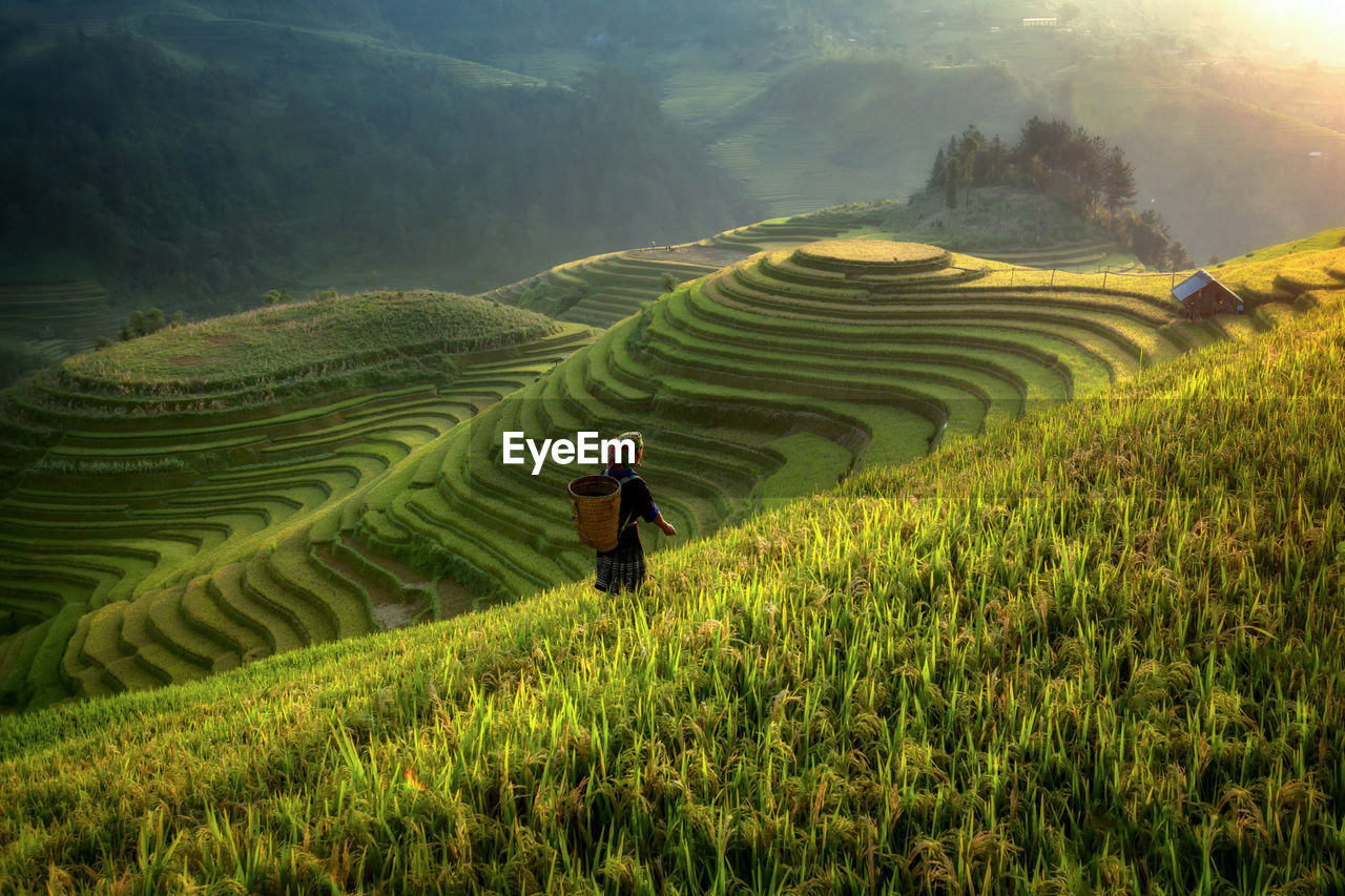 Rear view of woman working in rice field