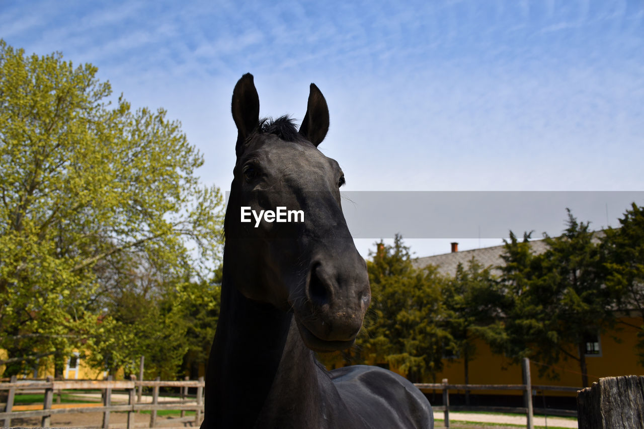 Portrait of a black beautiful hungarian gidran horse in an open, outside barn