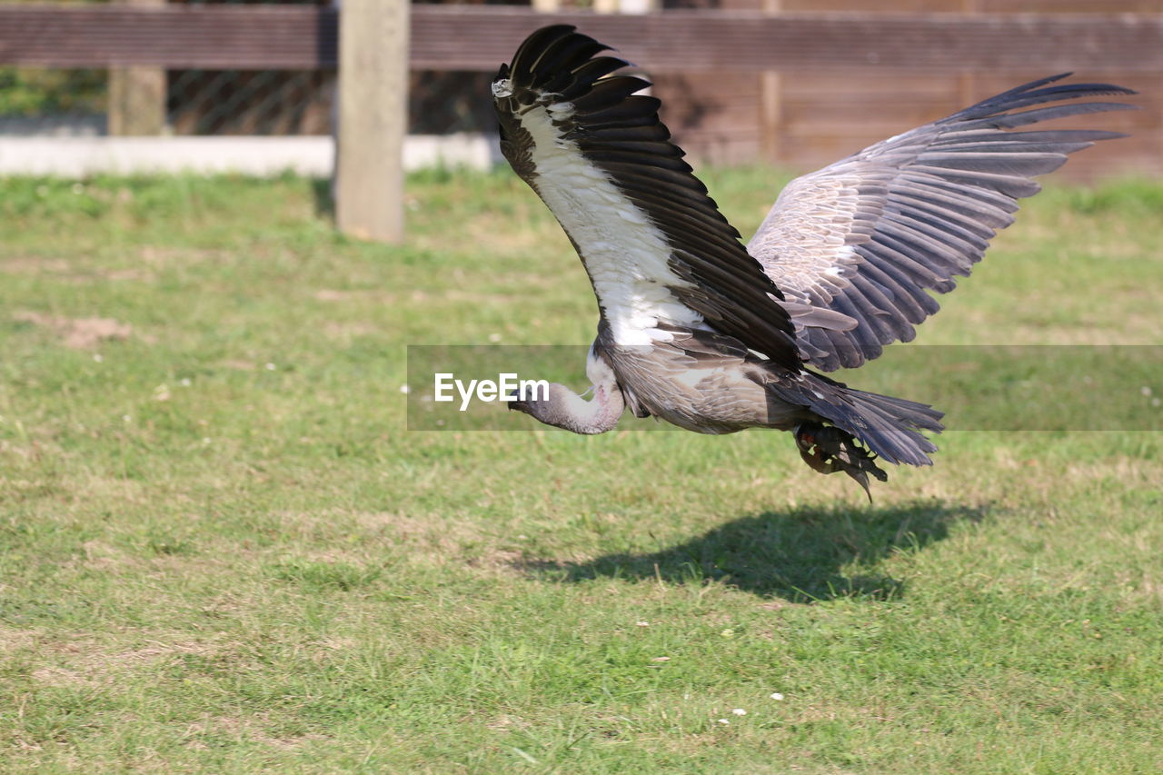 BIRD FLYING OVER A FIELD