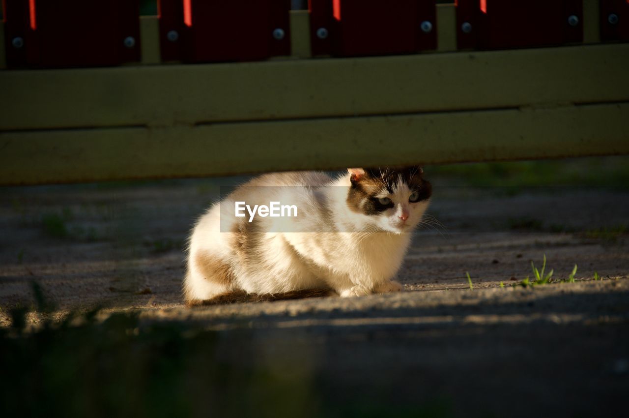 Cat sitting on floor