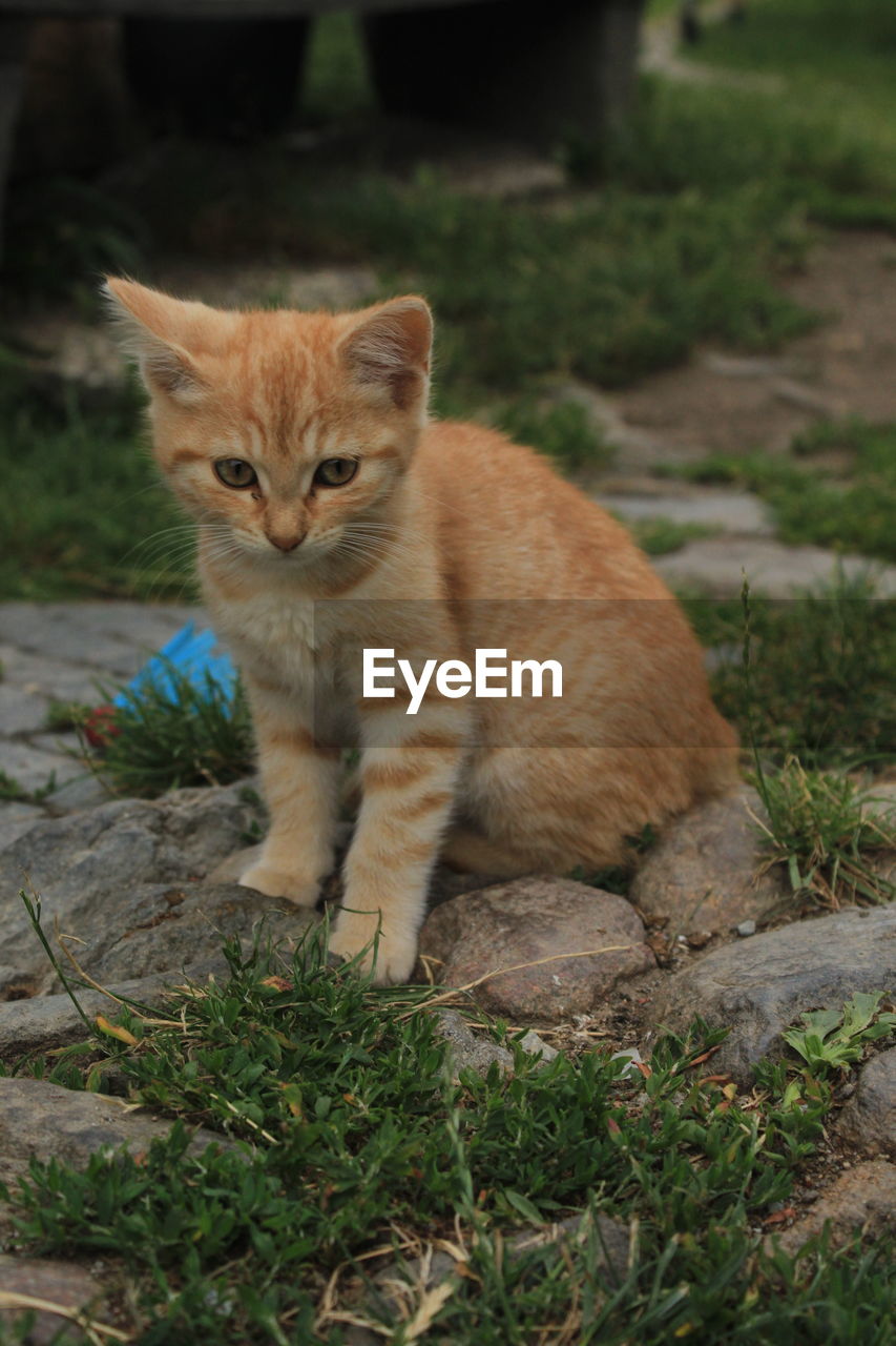 PORTRAIT OF GINGER CAT RELAXING ON FIELD