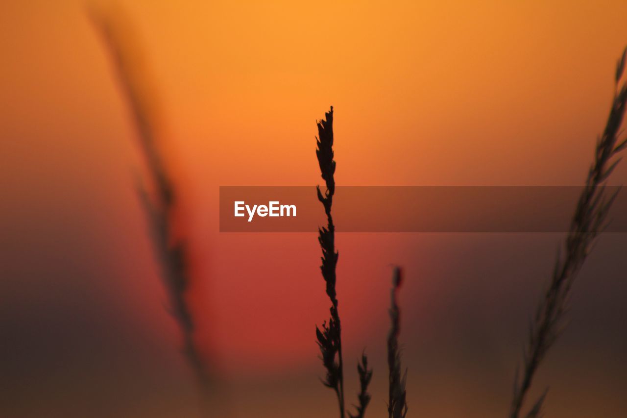 CLOSE-UP OF SILHOUETTE PLANT AGAINST SUNSET SKY