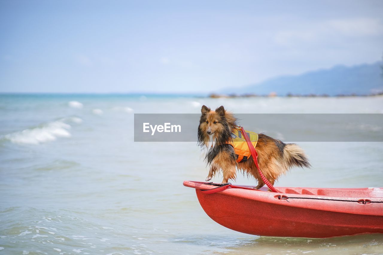 A shetland sheepdog on a kayak boat in the sea
